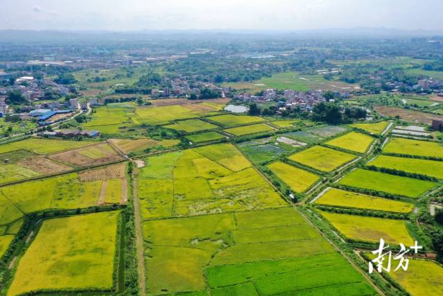 时光直播
依托省级现代农业产业园，带动粮食面积、产量、效益多重增长。何森垚摄