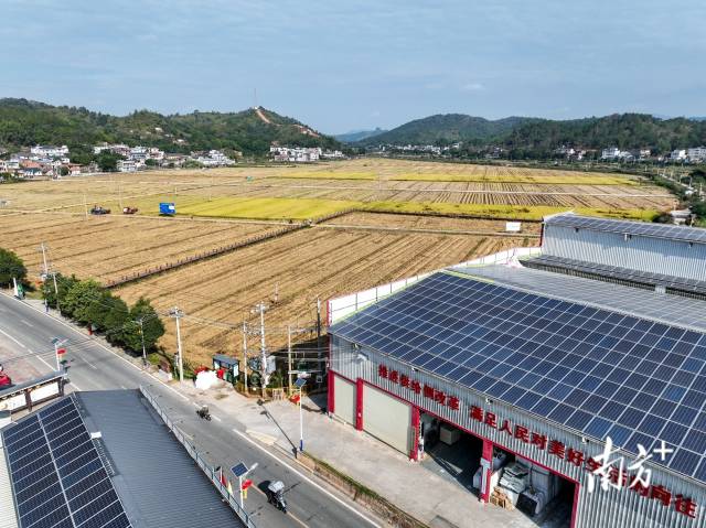 时光直播
晚稻收割目前已完成90％。