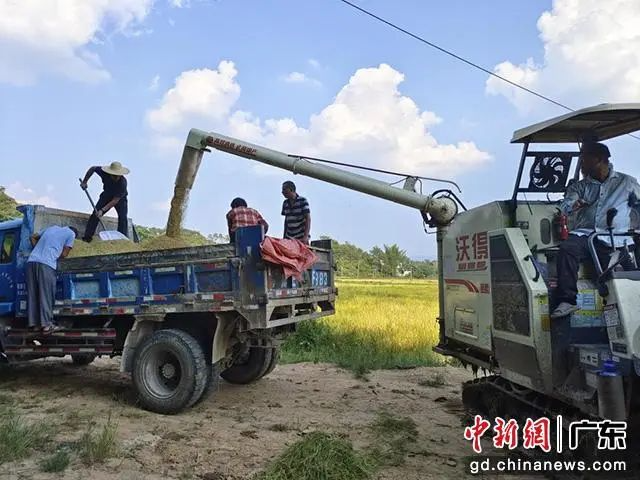 “四村联动”迎来丰收。(水口党政办供图) 图片