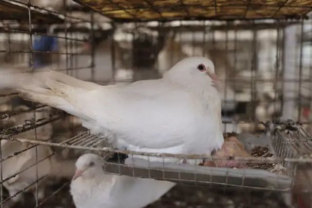 兴宁鸽 图片