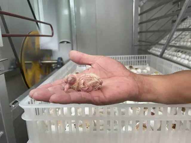 孵化箱中的幼鸽 图片