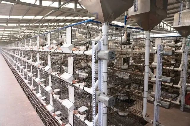 饲料自动投料系统 图片