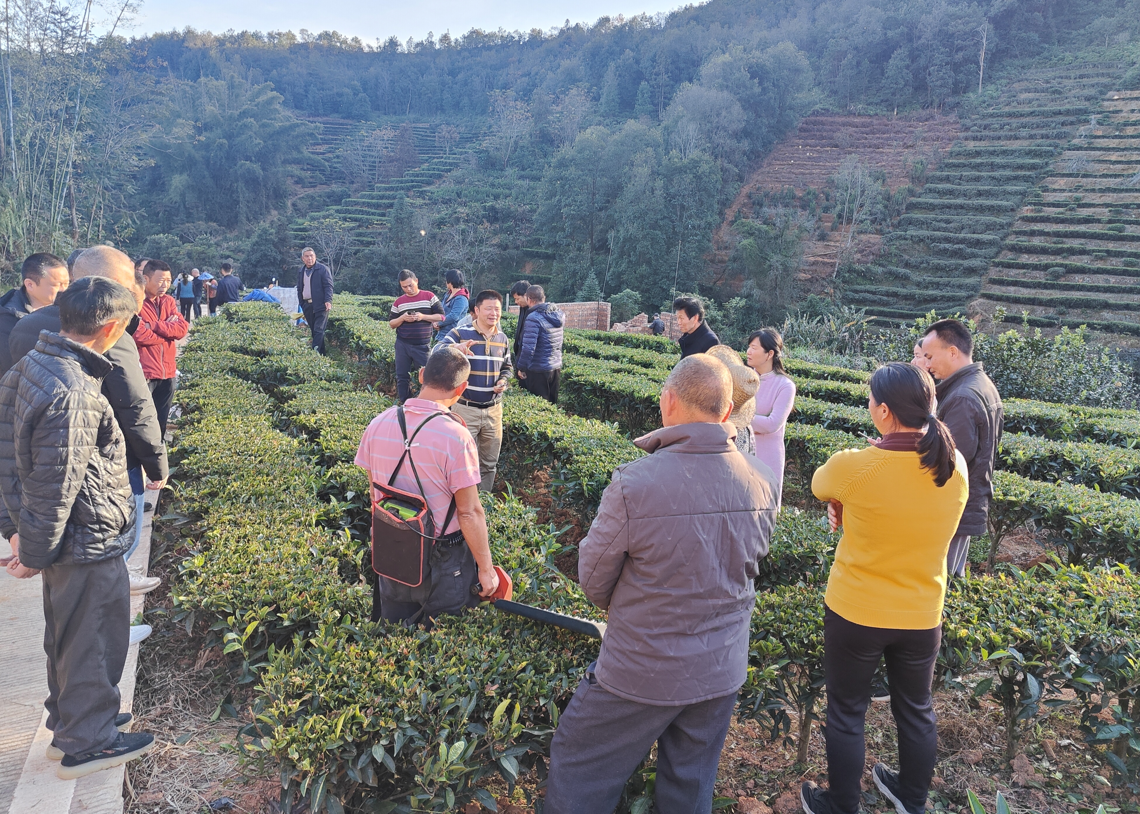 径南镇径南片茶园培训现场.jpg
