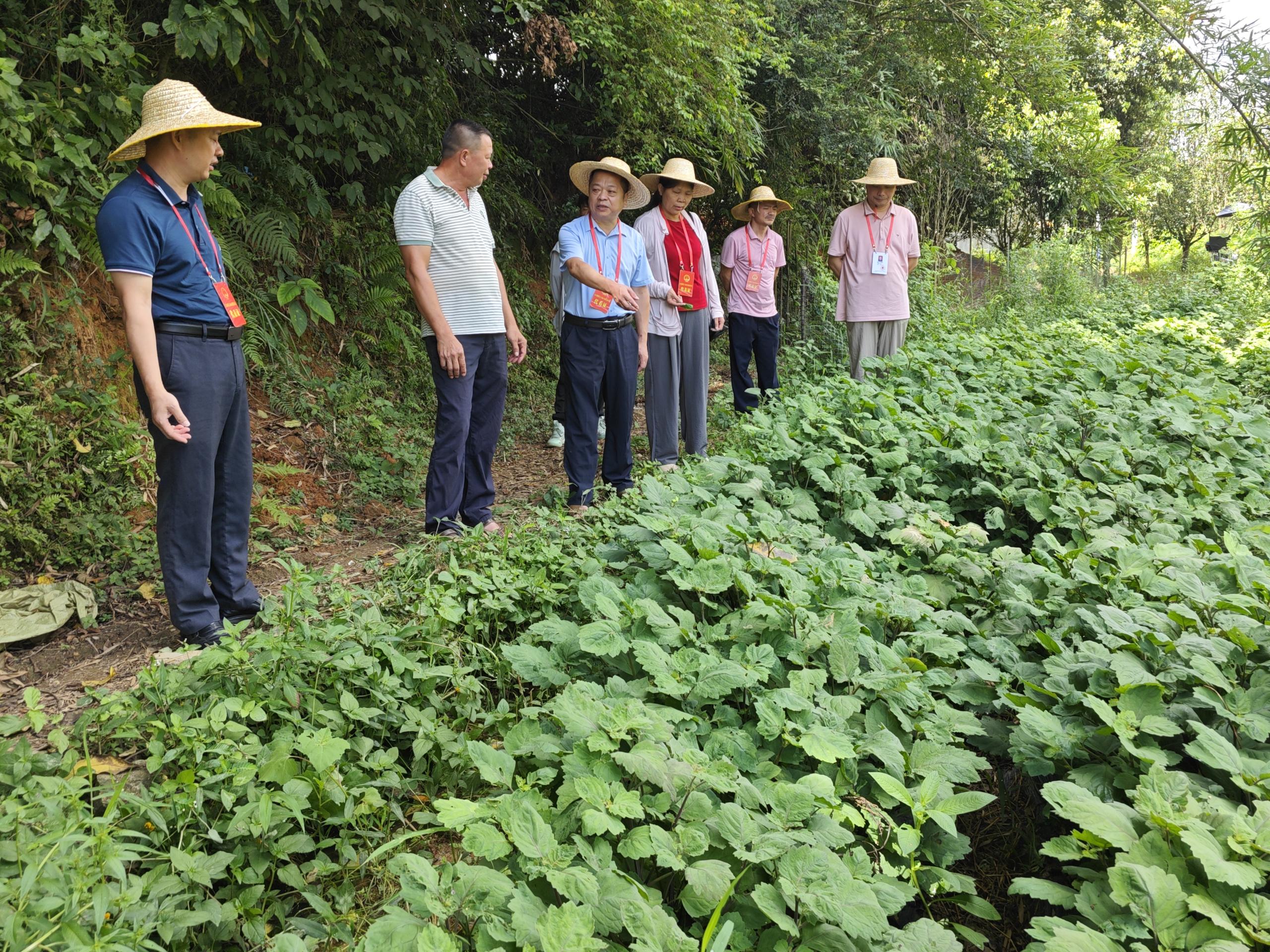市、镇人大代表参观学习藿香种植基地.jpg