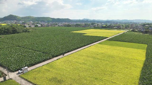 湖柏村水稻和香芋种植成片.jpg