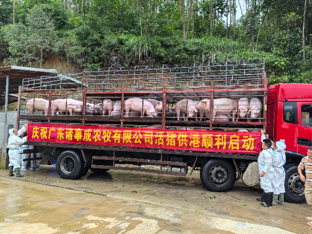 广东诸事成农牧有限公司活猪供港顺利启动.jpg
