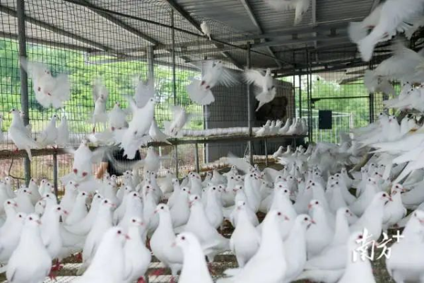 南方日报记者 何森垚 摄 图片