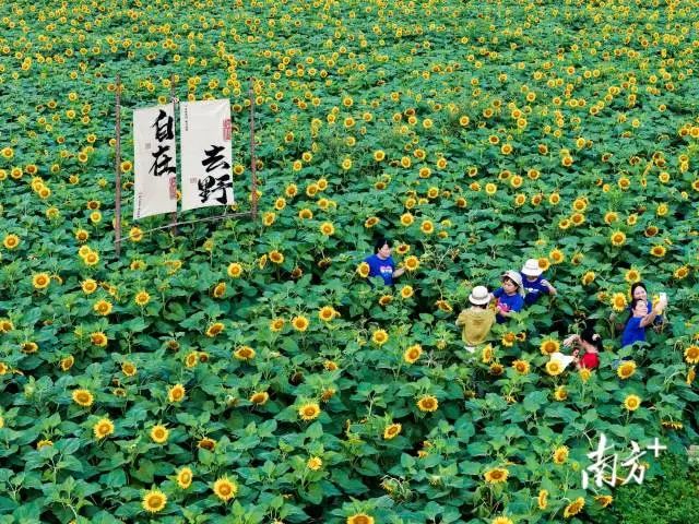 时光直播
龙田镇全域土地综合整治后,种植了大片向日葵,于近日开放,吸引游客前来观赏。 南方日报记者 何森垚 摄 时光直播
龙田镇全域土地综合整治后,种植了大片向日葵,于近日开放,吸引游客前来观赏。 南方日报记者 何森垚 摄