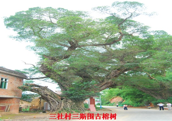 三社榕树.png