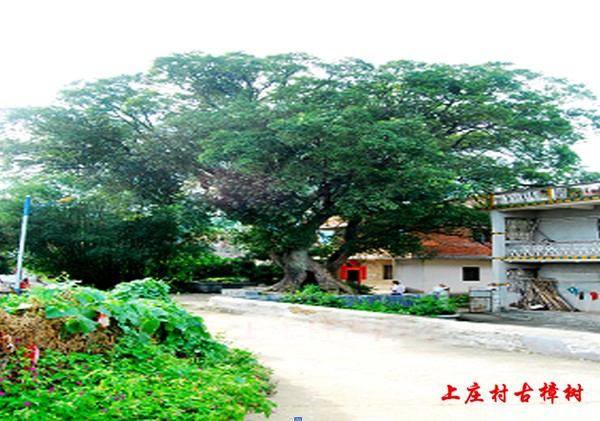 上庄 古樟树.png
